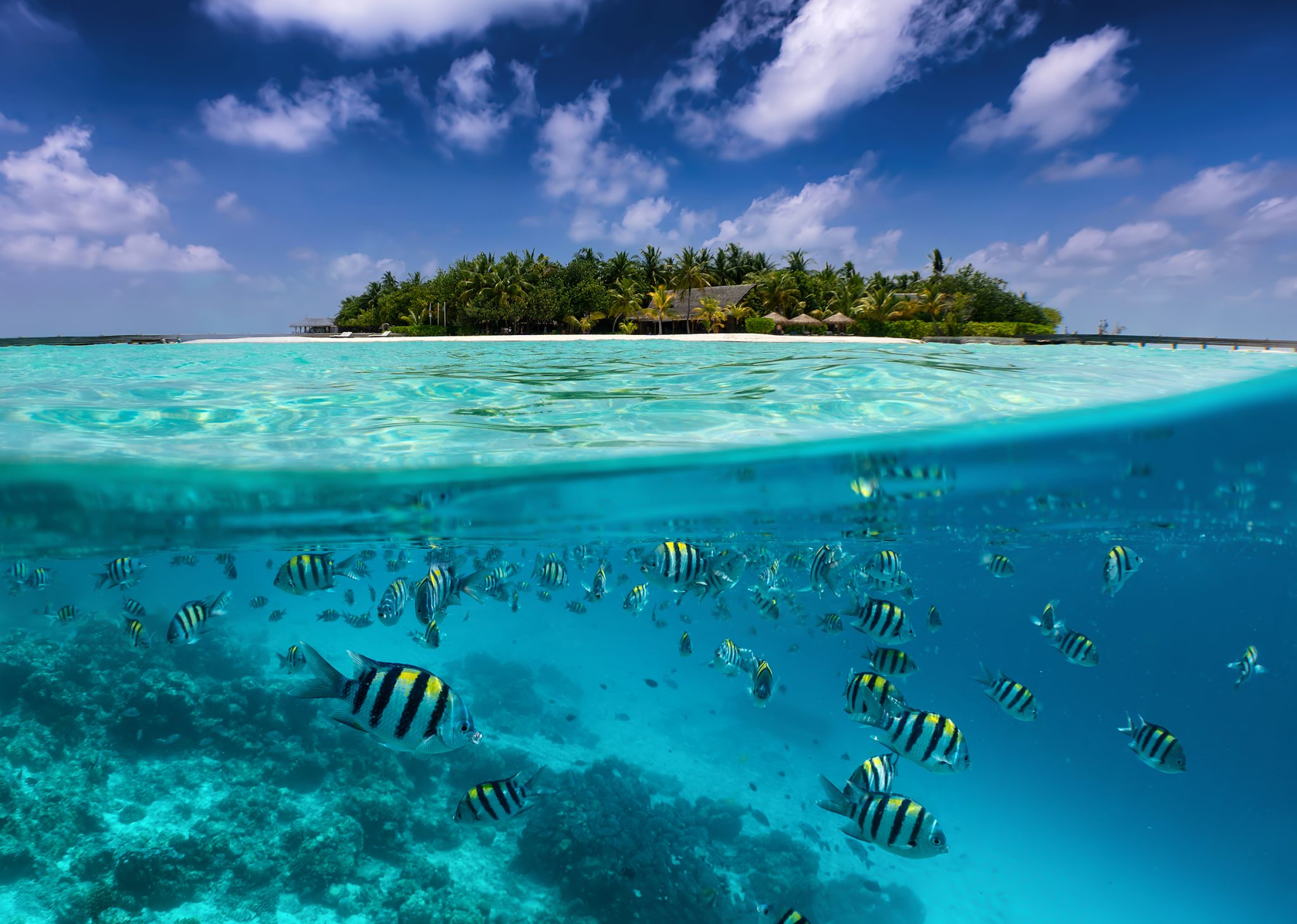 A split shot of a lush Maldivan island and colorful underwater reef, one of the best diving spots in the world during January