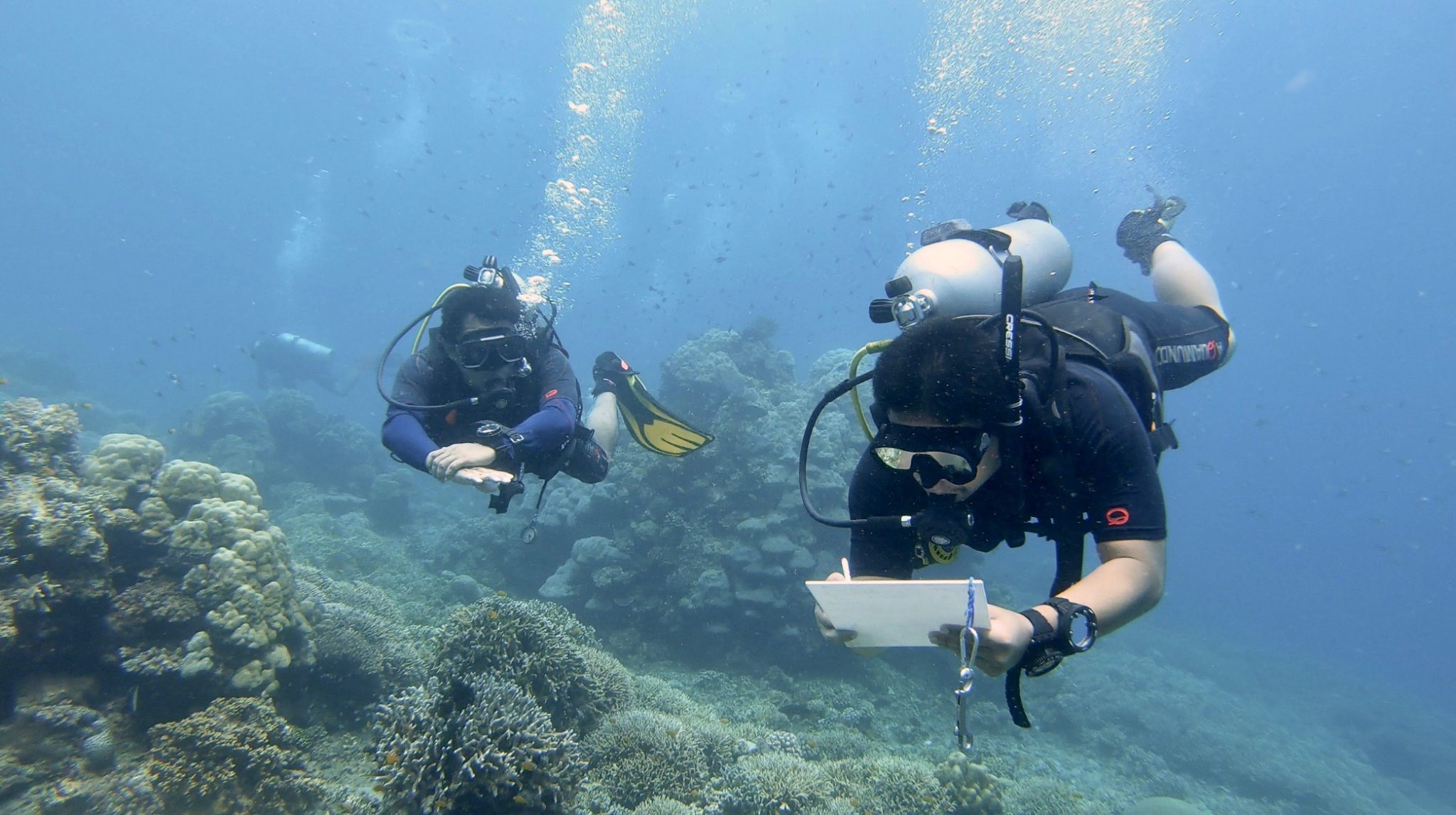 Divers conducting a reef survey. Marine Conservation Philippines Ocean Conservation