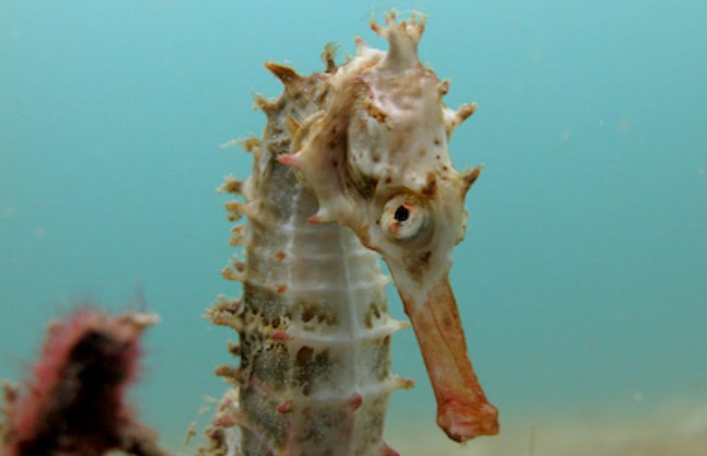 Seahorse_KepArchipelago_MissionBlue