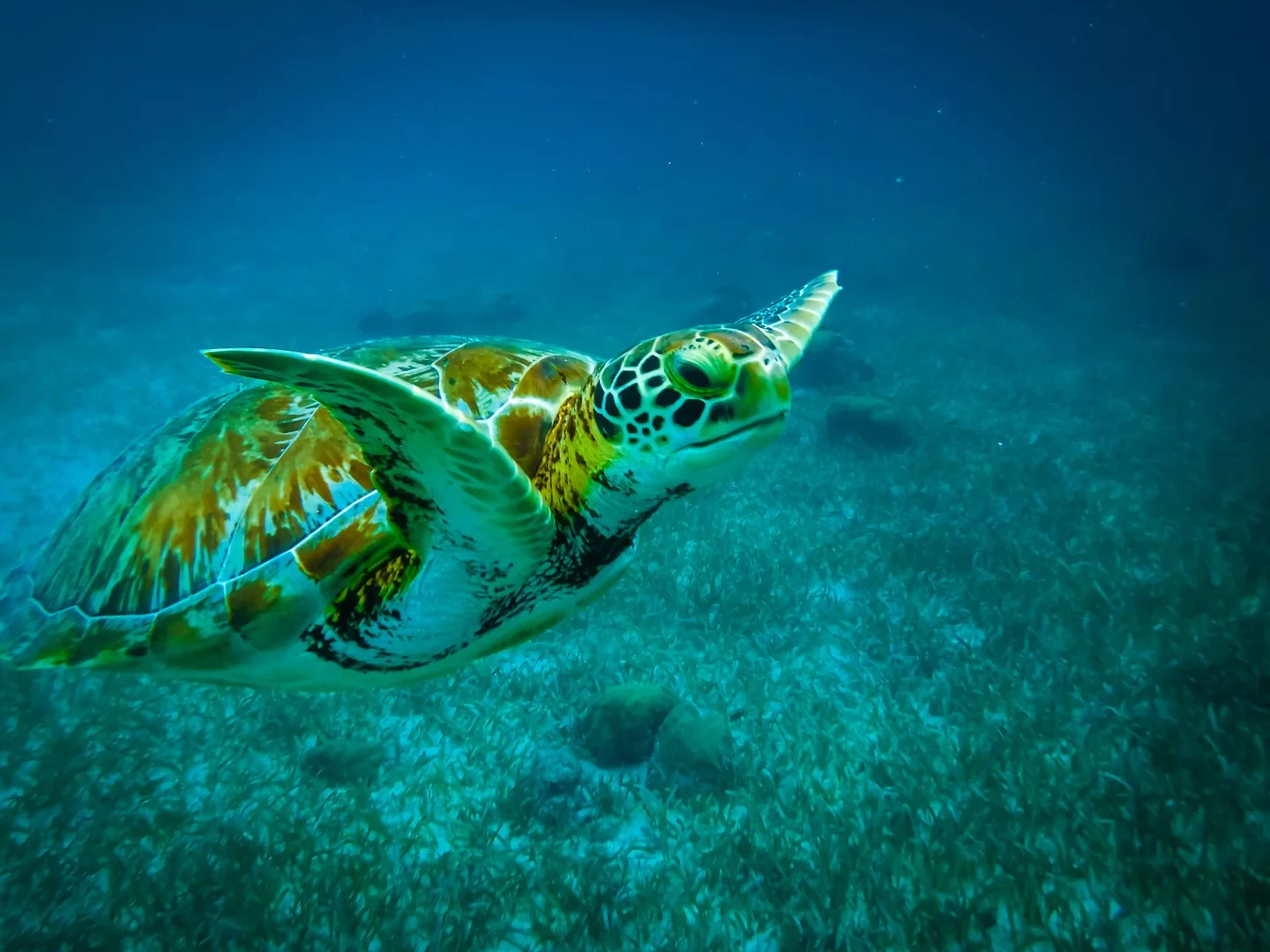 best places to dive with turtles belize