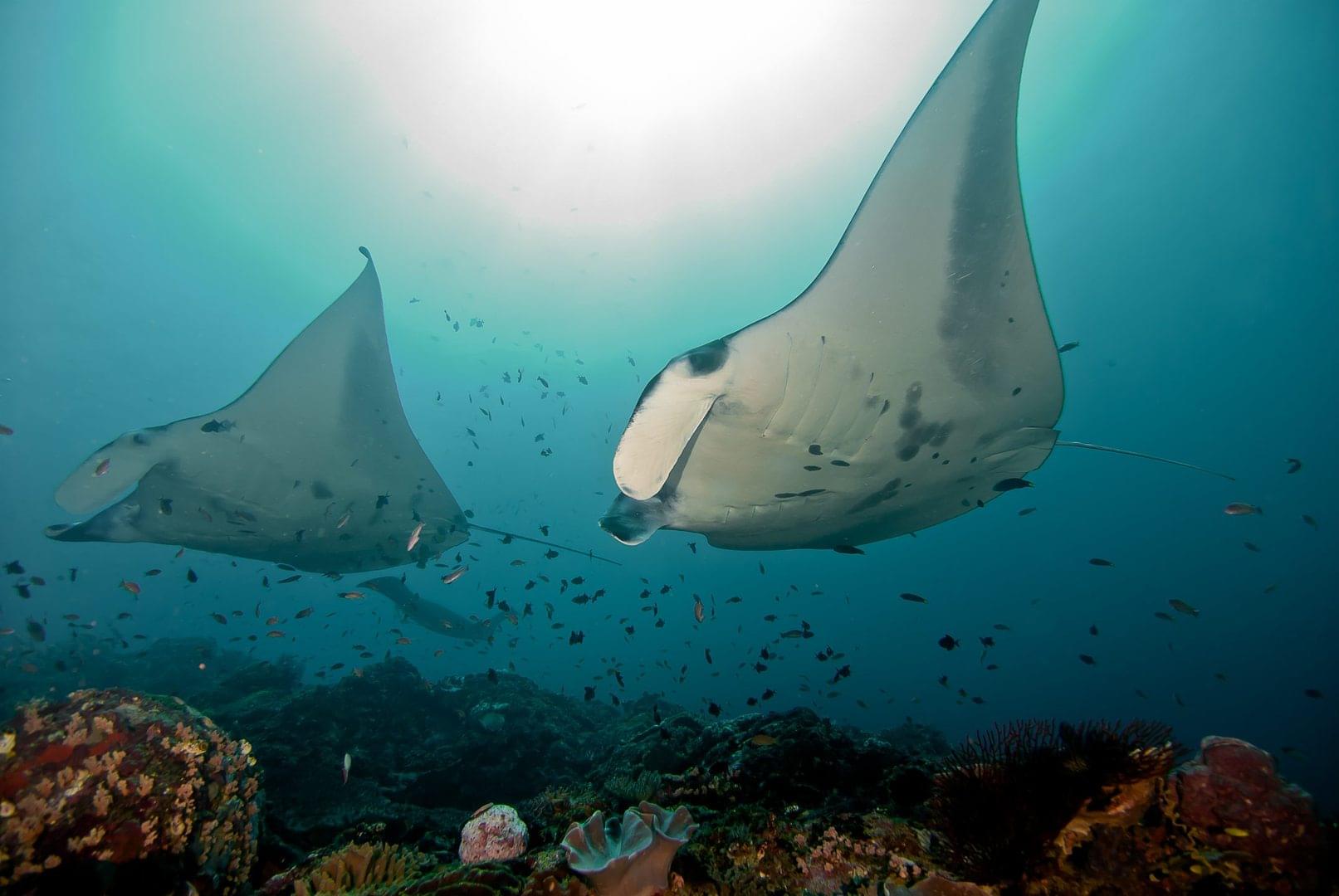 two manta rays swim over a coral reef near Ceningan Divers dive resort, one of the most eco-friendly resorts in Bali, Indonesia and the entire world.