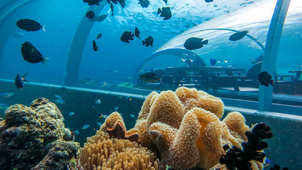 coral and restaurant 