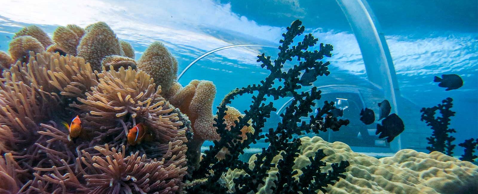 Scuba Careers: Coral Gardener at 5.8 Undersea Restaurant