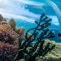 anemones