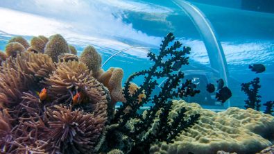 anemones