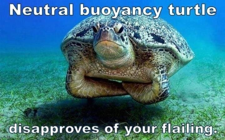 a sea turtle with a disapproving look hovers between the words "Neutral Buoyancy Turtle Disapproves of Your Flailing"