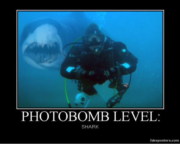 Animal Photobomb Shark