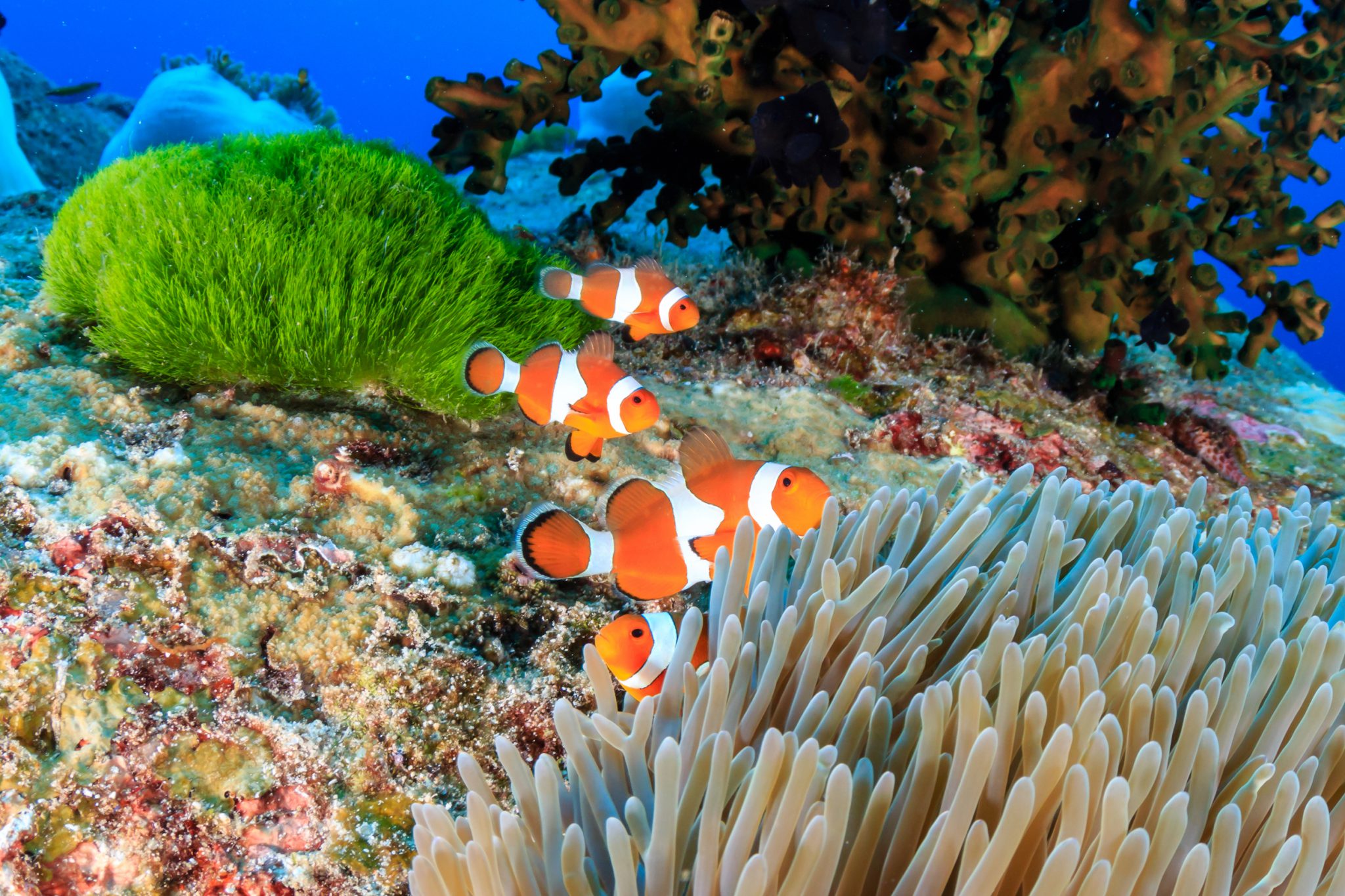 A group of anemonefish living on a coral reef in the Similan Islands, one of the best places to scuba dive in February
