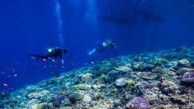 Divers swimming across colourful rocks in deep blue water