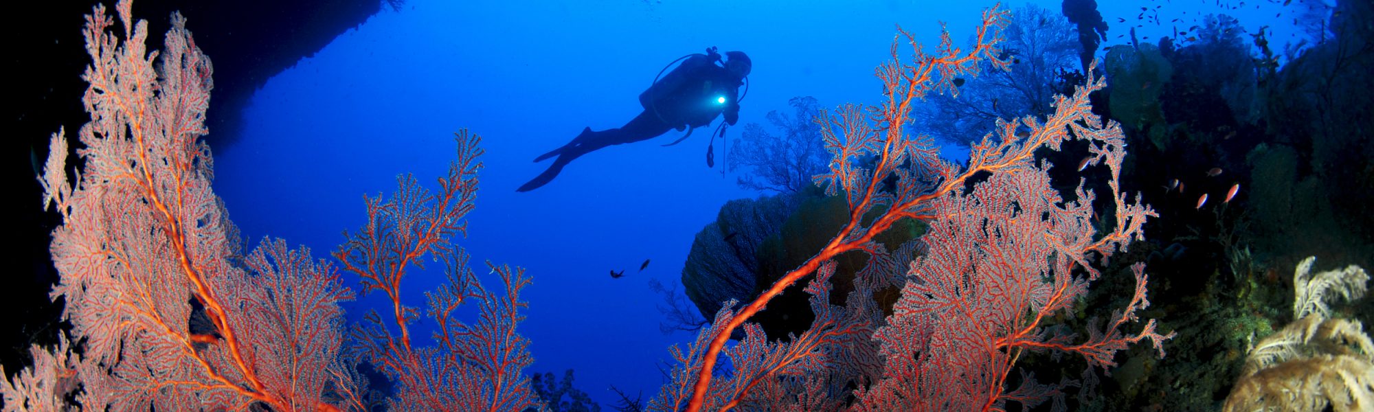 Les 7 meilleures destinations de plongée en novembre