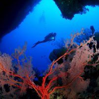 A scuba diver swimming above pink and red fans