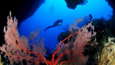A scuba diver swimming above pink and red fans