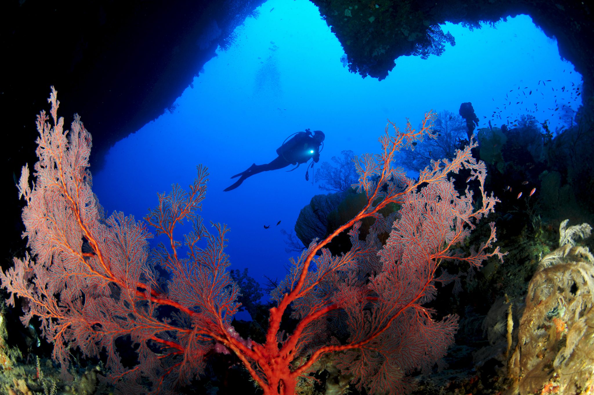 Diving in Palau