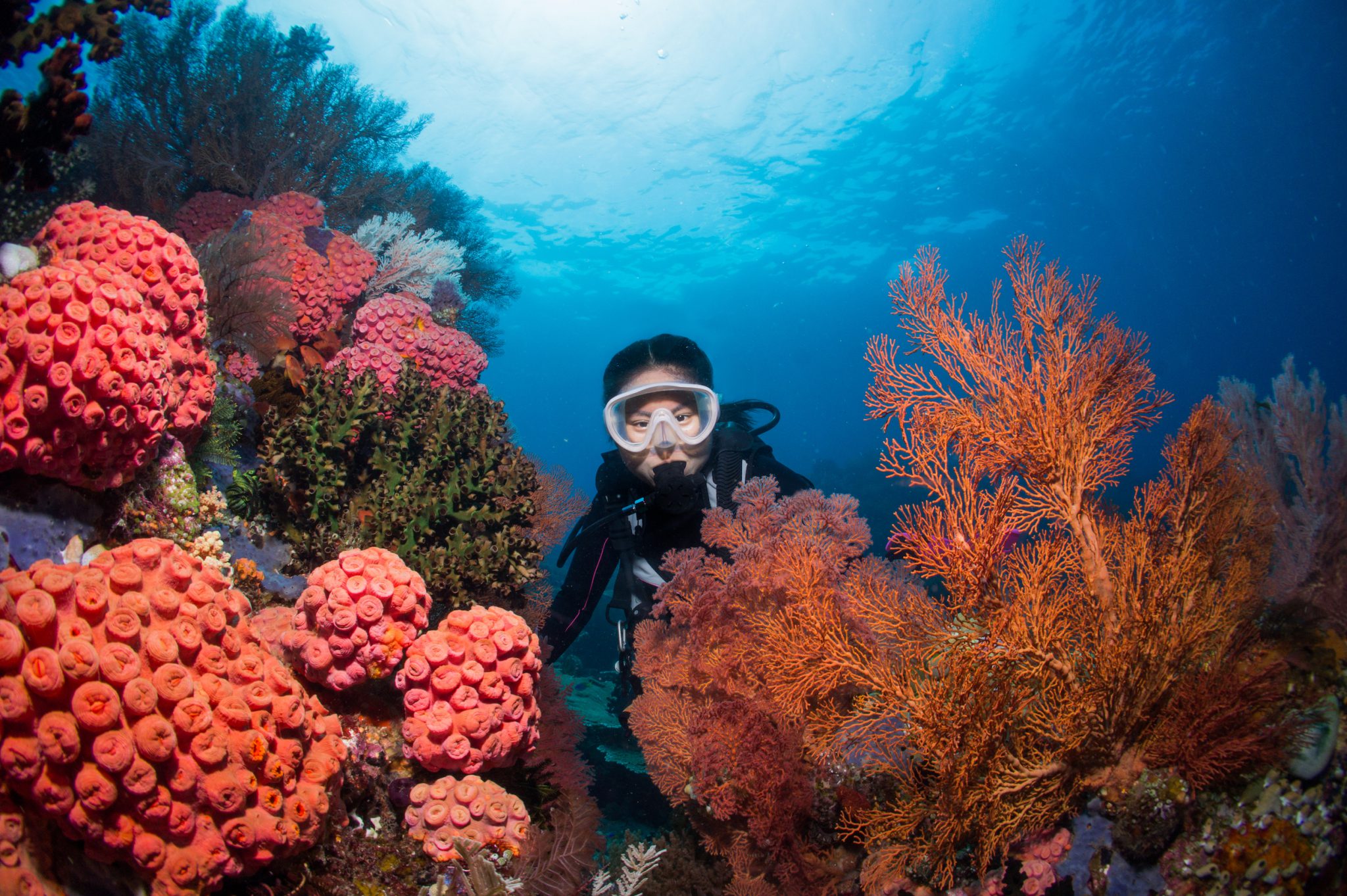 A diver explores a coral reef in Raja Ampat, Indonesia