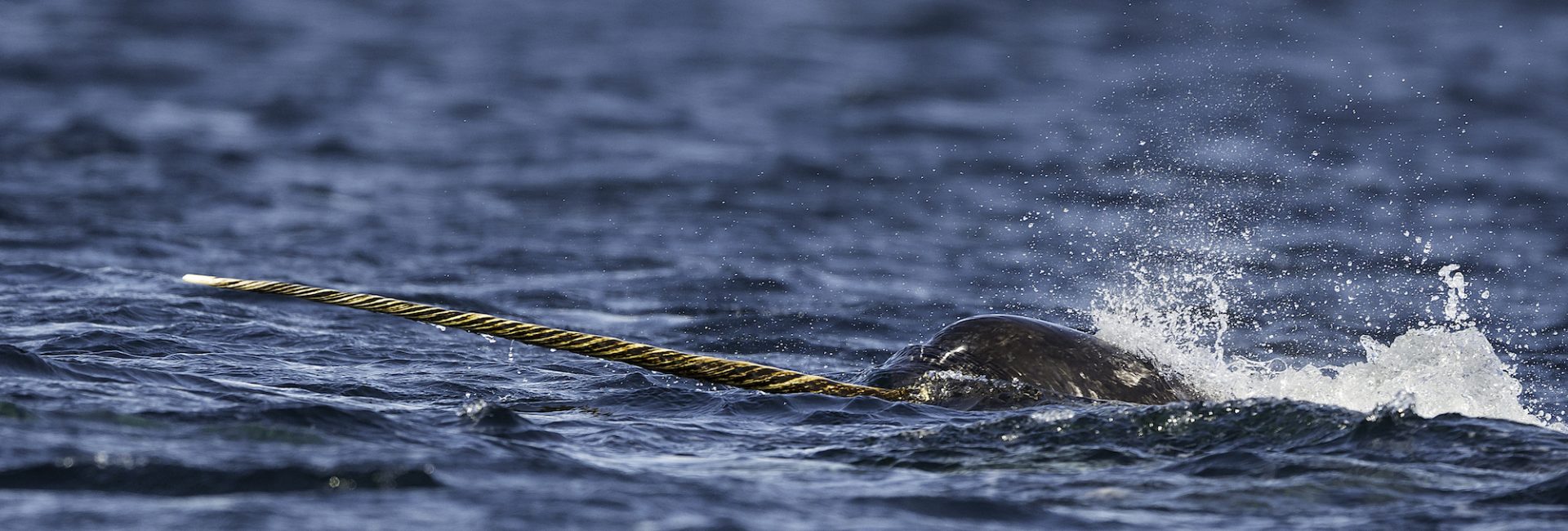 Narwhals – Fact Vs. Fiction