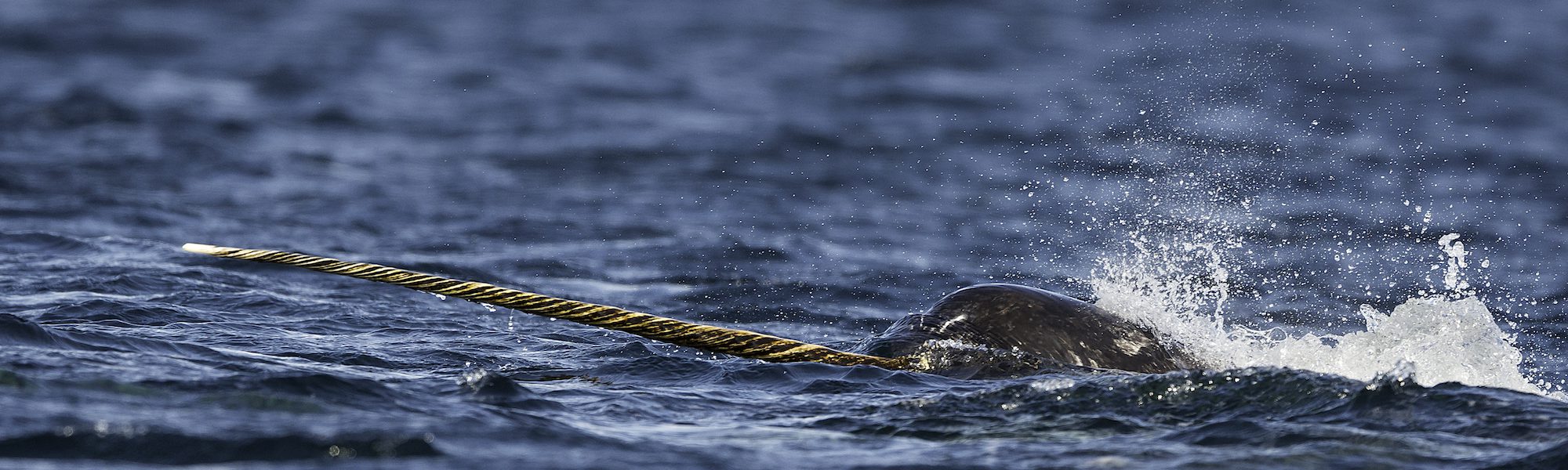 Narwhals – Fact Vs. Fiction