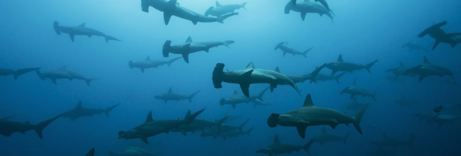 The Best Shark Gifts for Fans of Our Toothy Friends