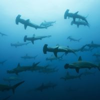Hammerheads in the Galapagos