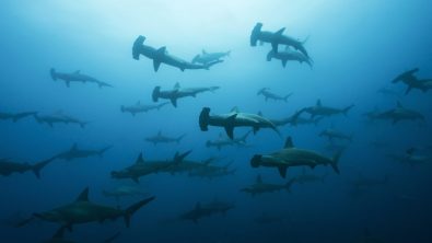 Hammerheads in the Galapagos