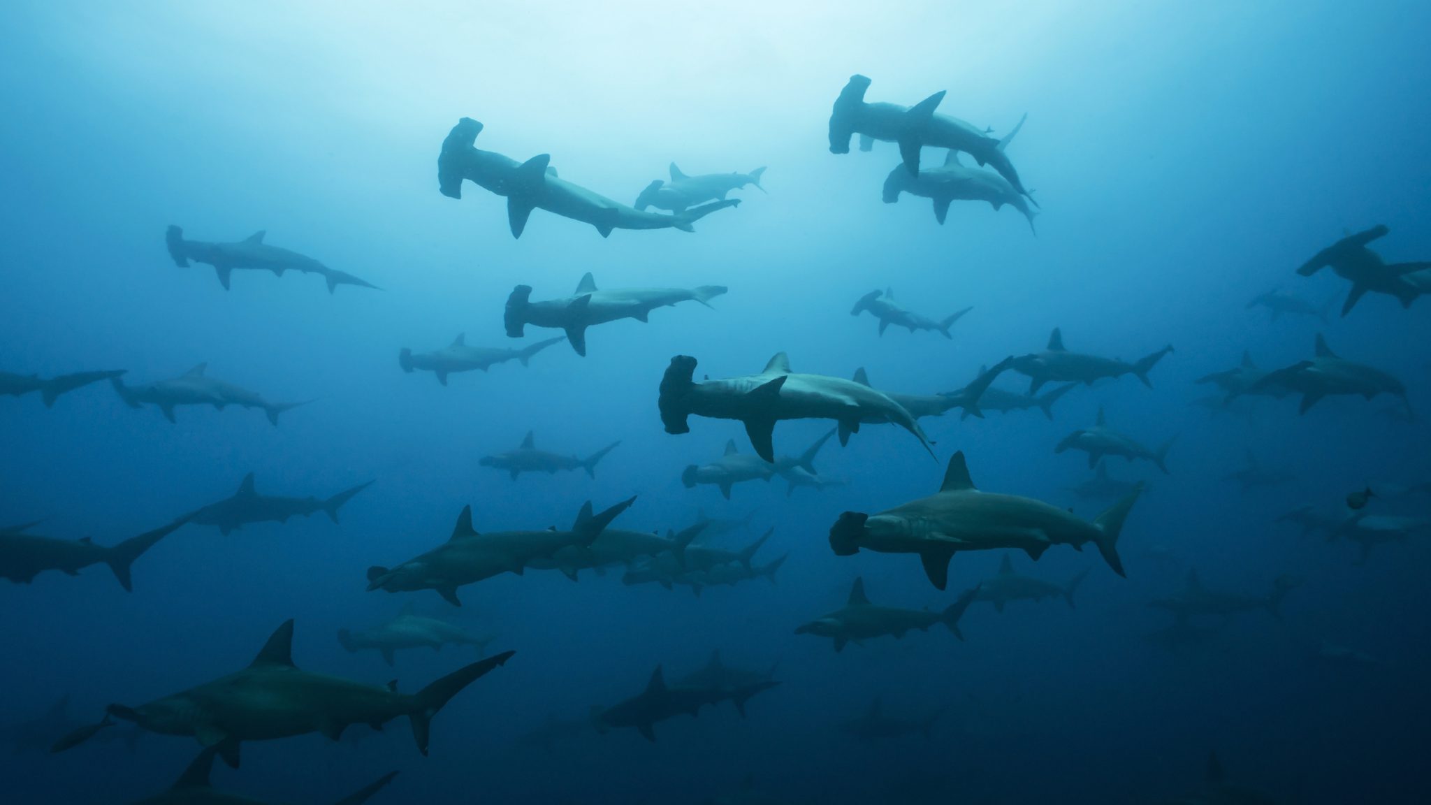 A large school of hammerhead sharks in Cocos Island, Costa Rica, a scuba destination with huge appeal for sharks and diving