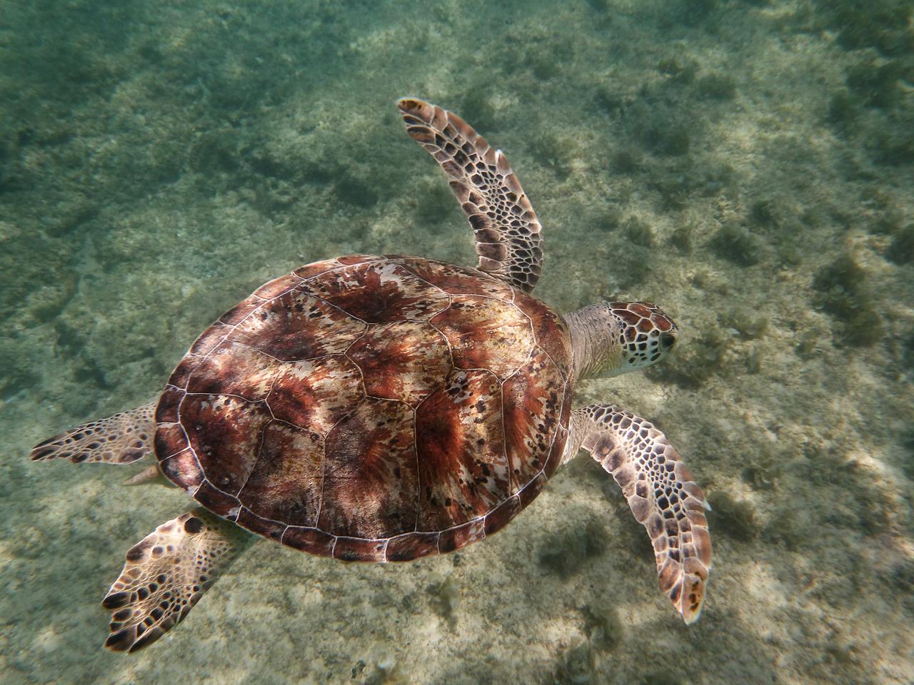 turtle swimming in the water in the uae