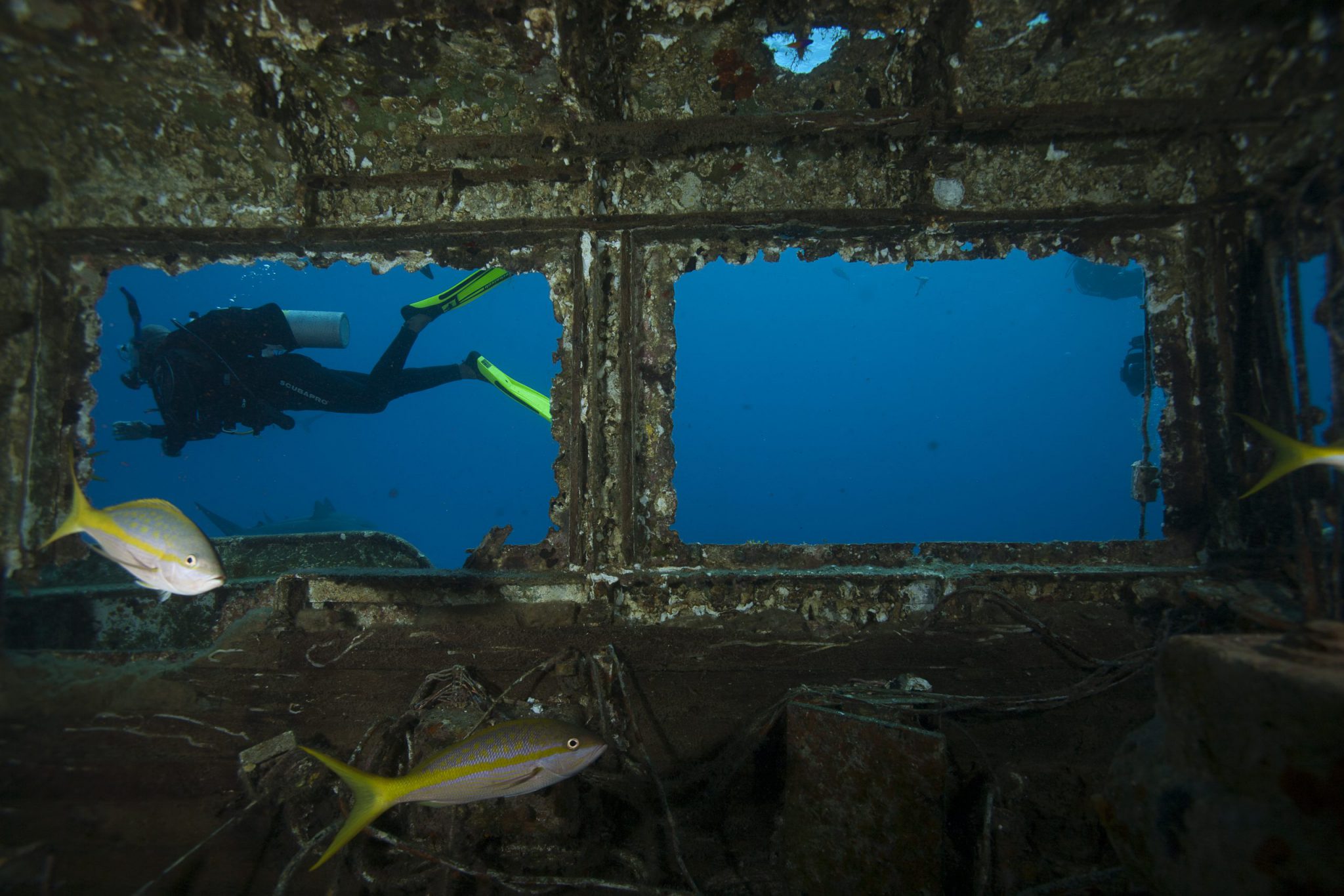 Wreck Diver - Bahamas