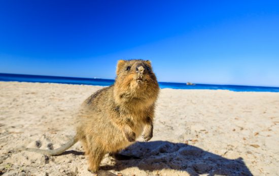 Quokka on the beach