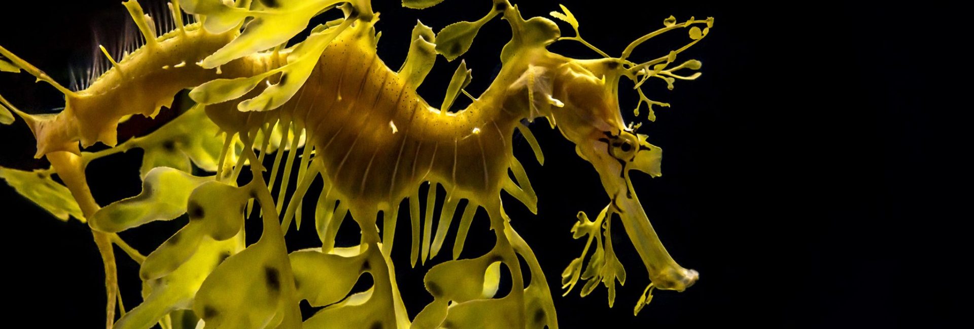 Best Places To Dive With Weedy and Leafy Seadragons