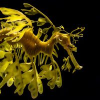 leafy sea dragon