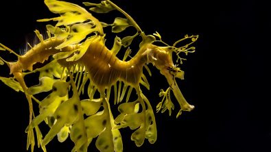 leafy sea dragon