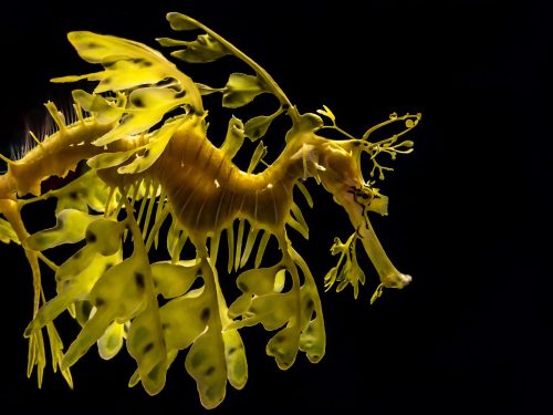 leafy sea dragon