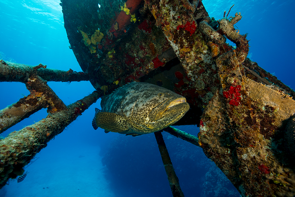 Grouper - Fish - Grand Cayman - Wreck
