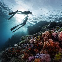 Zen of freediving - connectivity