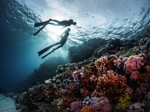 Zen of freediving - connectivity