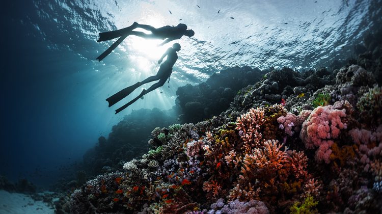 Zen of freediving - connectivity
