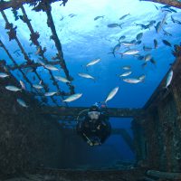 Shipwreck - PADI Diver - Scuba Diving - Wreck Diver