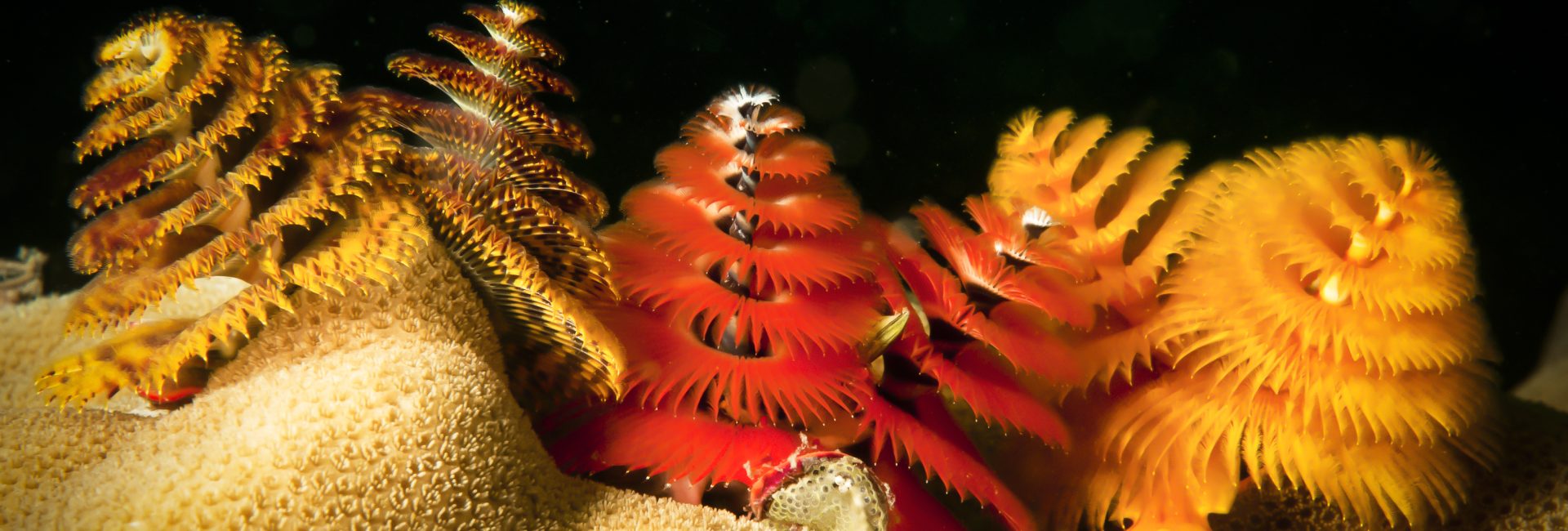 The Top 12 Places to Dive During the Holiday Season 2024