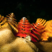 christmas tree worms on coral