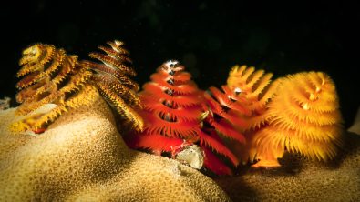 christmas tree worms on coral
