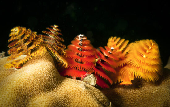 christmas tree worms on coral