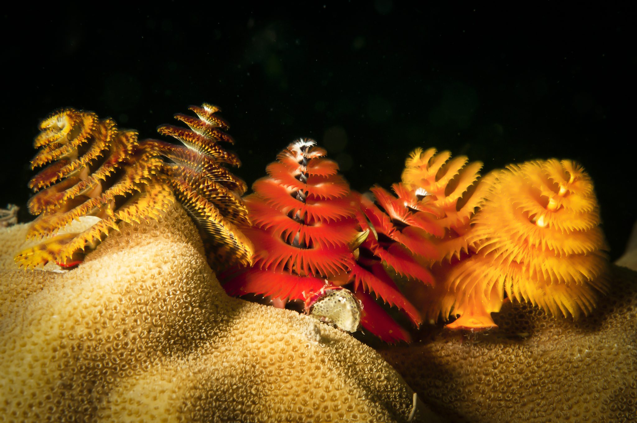 christmas tree worms on coral