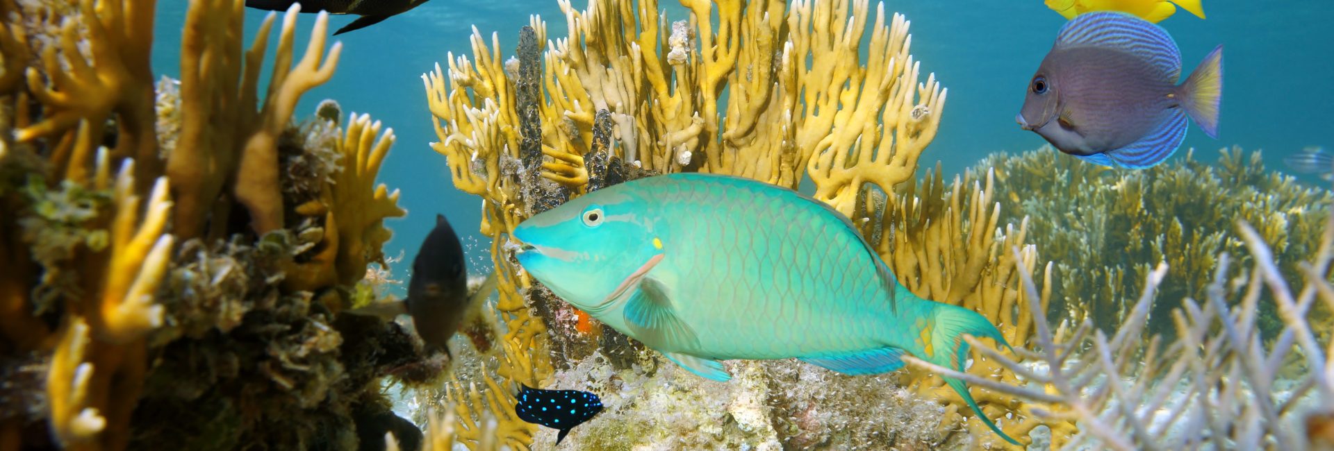 Duiken op de Bahama’s