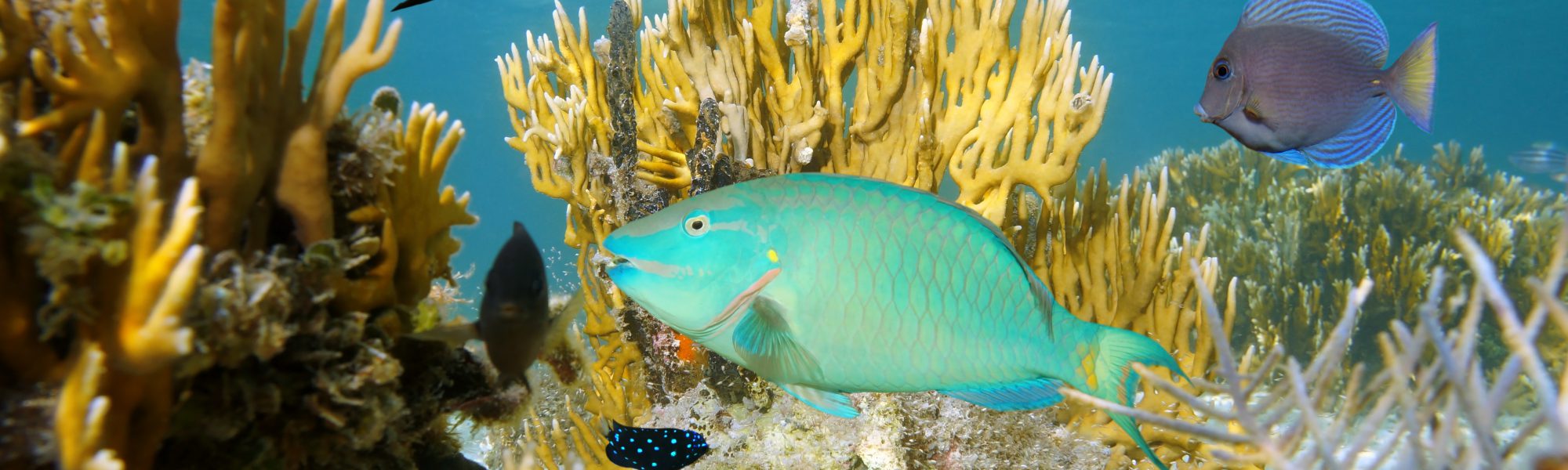 Duiken op de Bahama’s