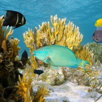 Bahamas - underwater - fish