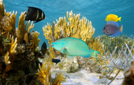 Bahamas - underwater - fish