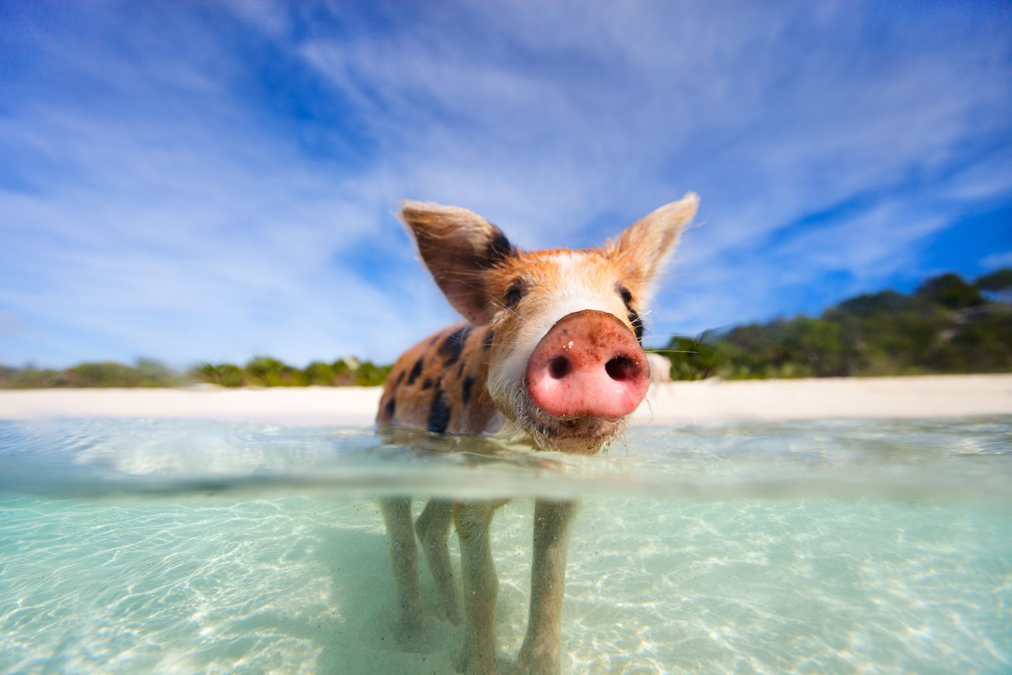 Bahamas - pig - water