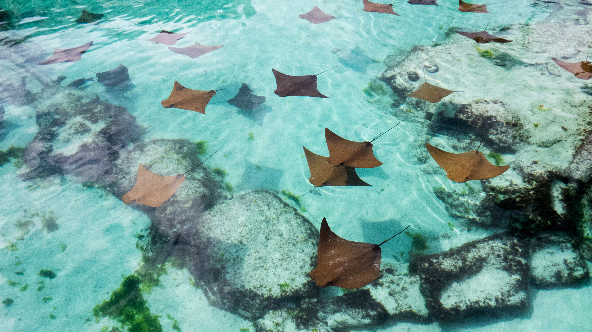 Bahamas - underwater - rays - topside