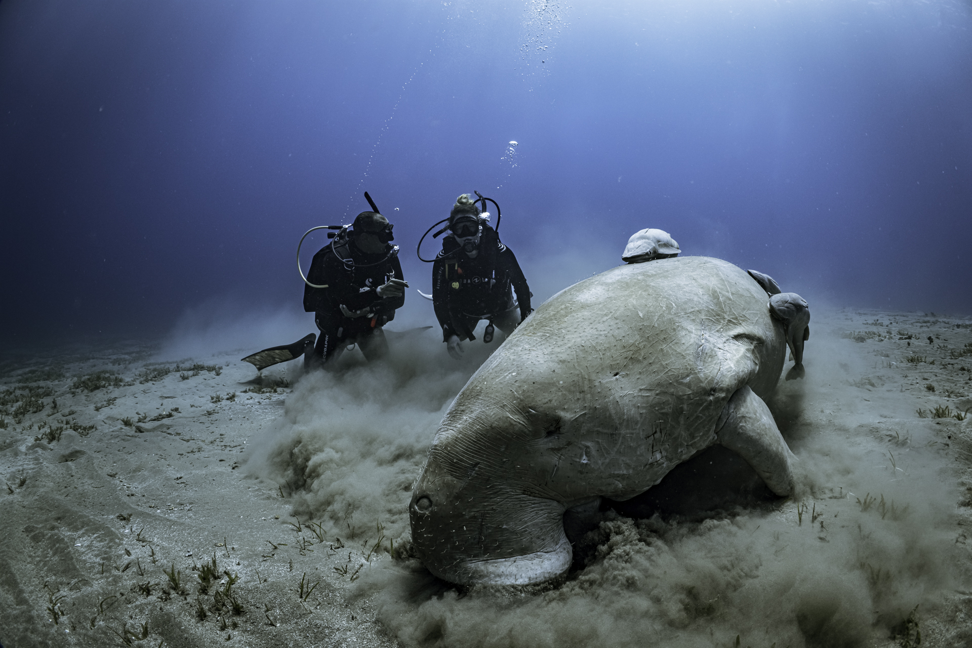 two scuba divers observe a dugong in Egypt