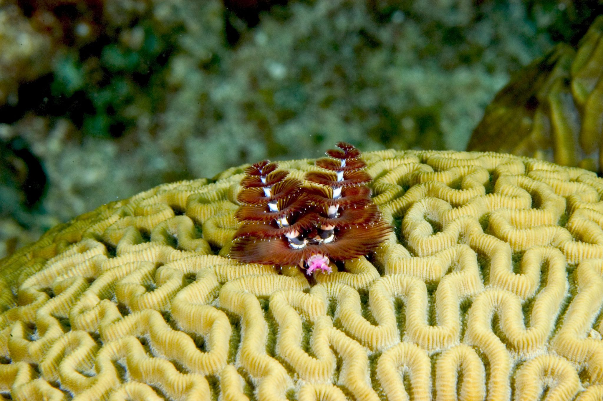 ChristmasTreeWorm_Shutterstock