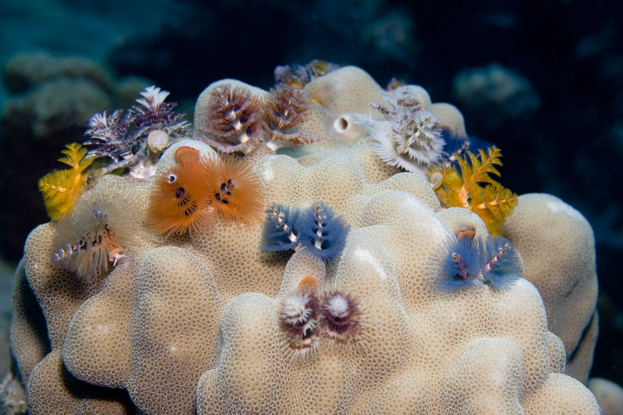 ChristmasTreeWorms_Coral_Shutterstock